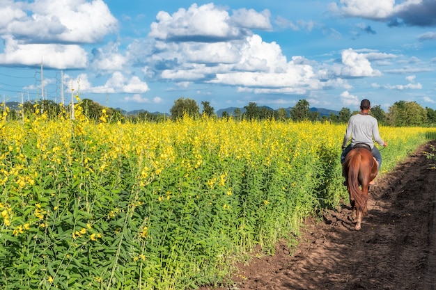 Le chanvre Sunn, Crotalaria juncea fleur jaune avec jardinier à cheval dans le champ et le ciel bleu