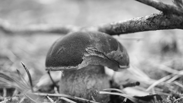 Chapeau brun châtaignier Champignon sur le sol de la forêt avec de la mousse et des aiguilles de pin