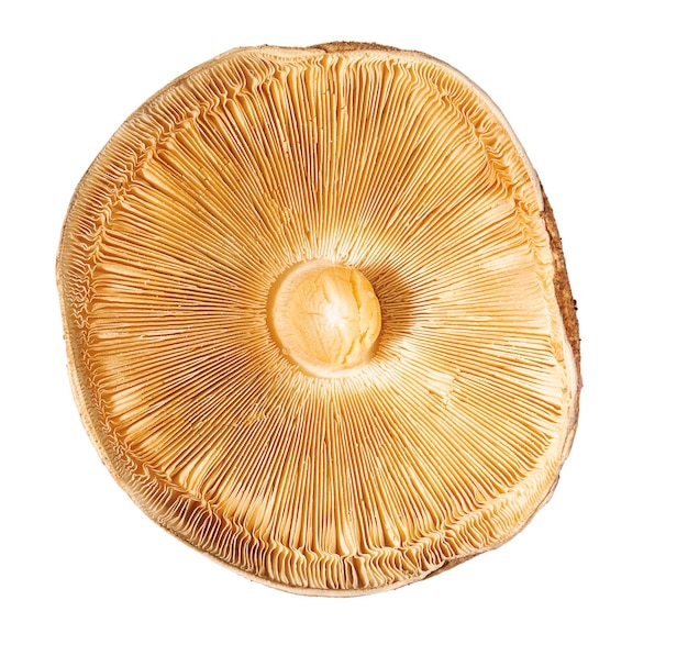 Chapeau de champignon automne champignon vue de dessous isoler sur fond blanc