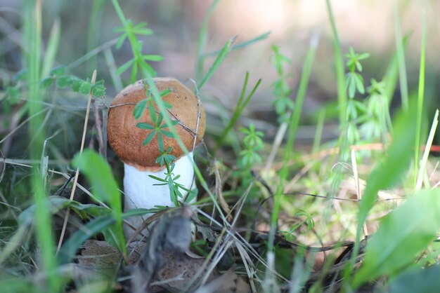 Chapeau rouge comestible champignon