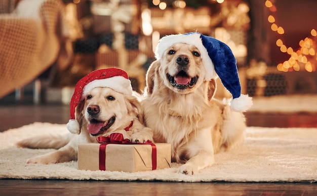 En chapeaux de père Noël Deux adorables Golden retrievers ensemble à la maison Célébrant le Nouvel An