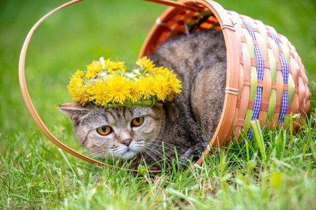 Chapelet de pissenlit couronné de chat mignon allongé dans un panier sur l'herbe dans le jardin d'été