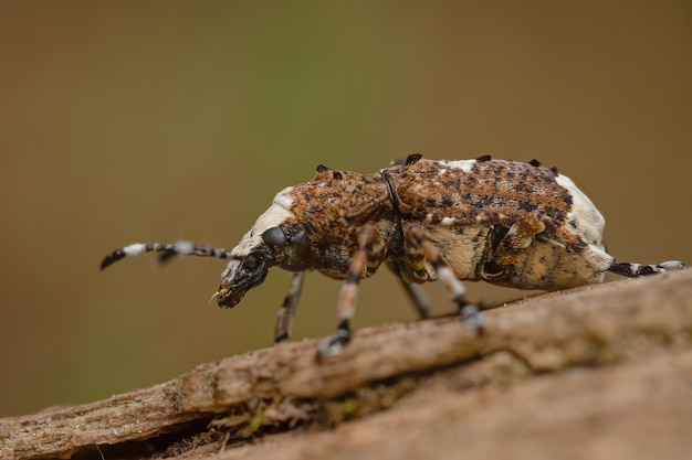 Charançon du champignon (Platystomos albinus) assis sur un tronc en bois