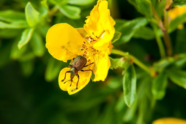 Charançon des insectes assis en fleur jaune