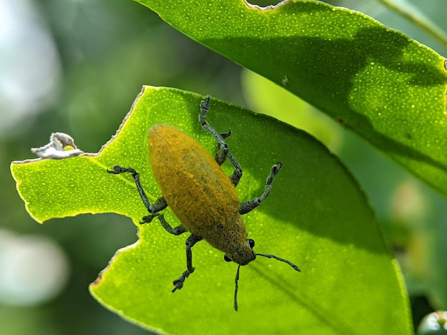 Charançon jaune sur une feuille verte