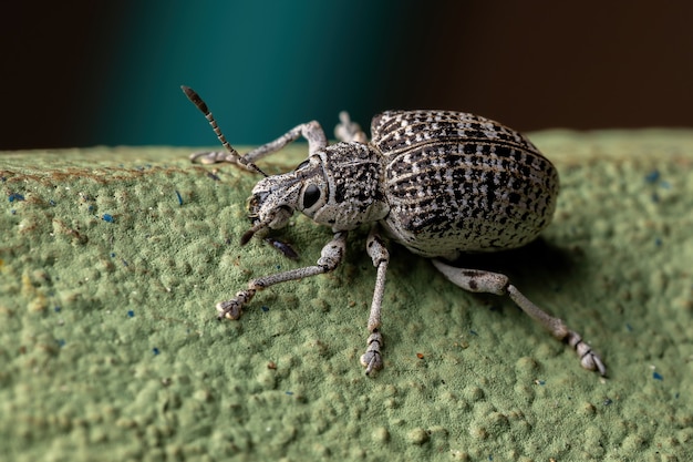 Charançon à nez large de l'espèce Cydianerus latruncularius sur un mur végétal