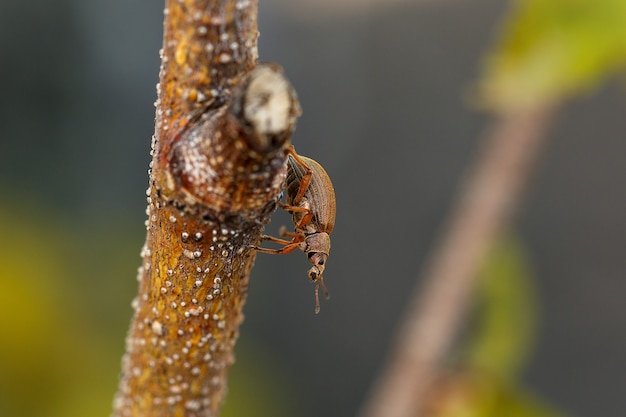 Le charançon rampe sur une branche au printemps les ravageurs des plantes de jardinage