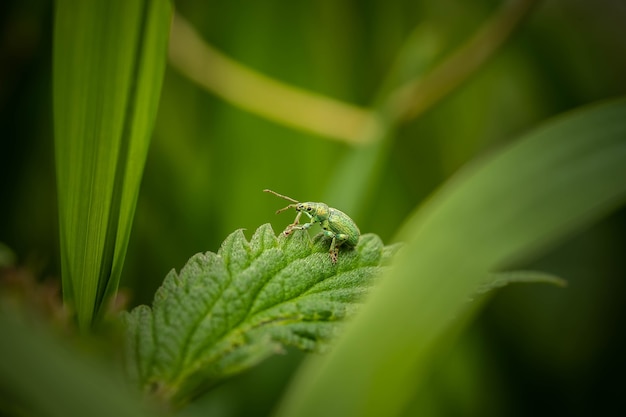 Charançon vert sur une feuille, jour d'été