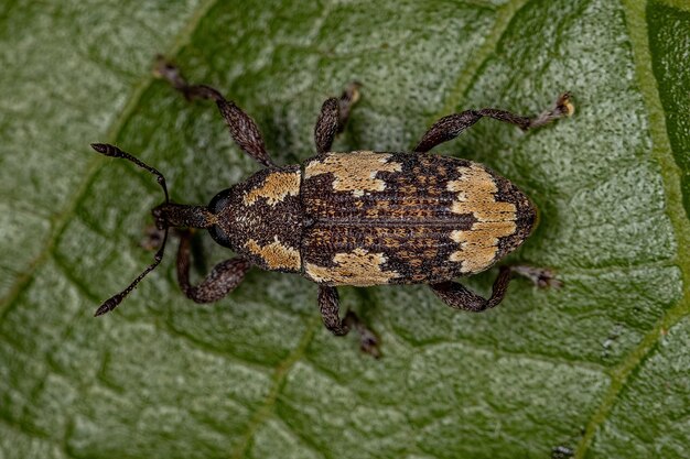 Charançon vrai adulte de la famille des Curculionidae