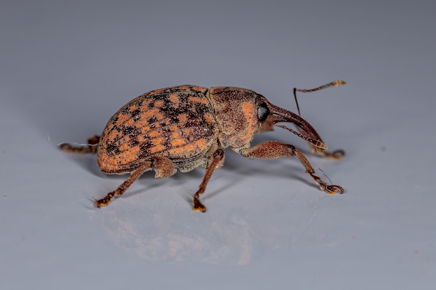 Charançon vrai adulte de la famille des Curculionidae