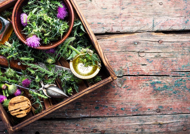 Chardon Aux Herbes Médicinales