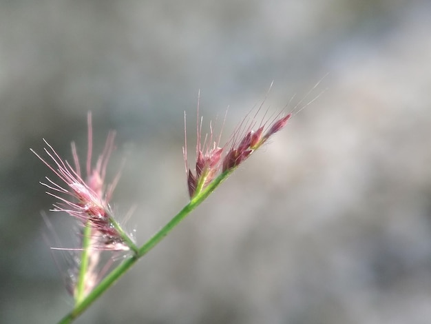 chardon dans l'herbe