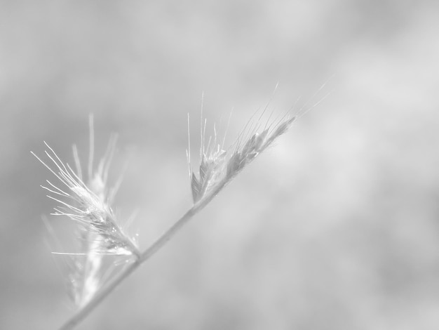 chardon dans l'herbe