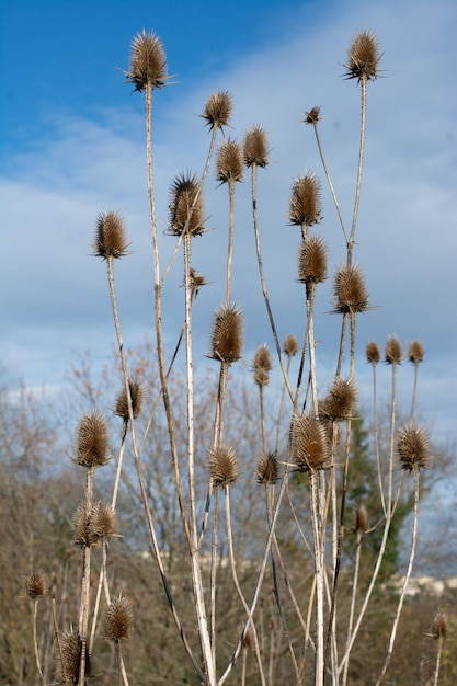 Chardon desséché Fleurs sauvages et prairies sèches