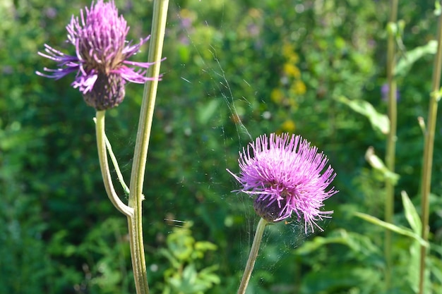 Un chardon en fleurs dans le parc national Yugyd VA