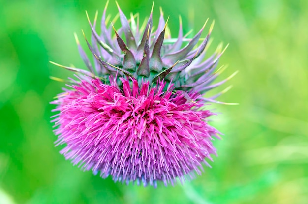 Chardon musqué Carduus nutans en fleur avec un fond vert