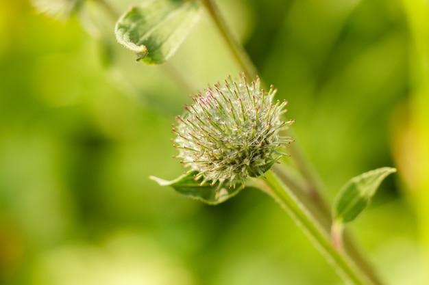 Chardon vert d'épines avec des toiles d'araignée