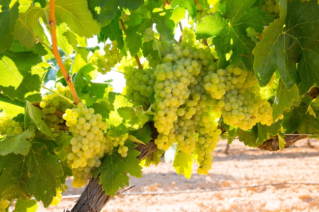 chardonnay raisins de cuve dans le vignoble cru prêt pour la récolte