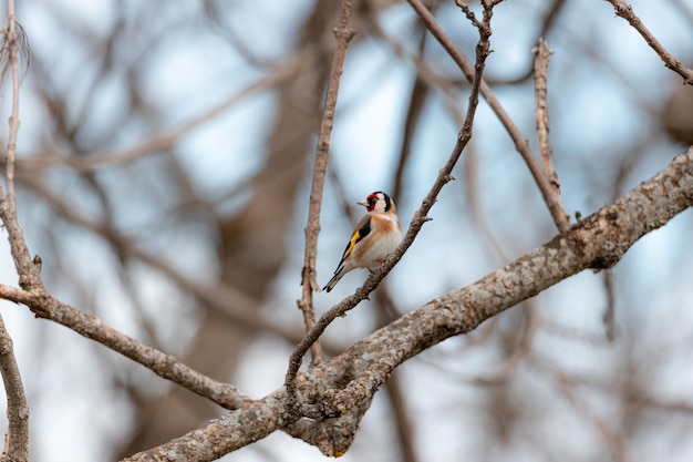 Chardonneret élégant sur une branche perchée