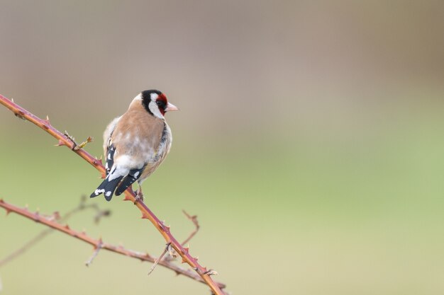 Chardonneret élégant, Carduelis carduelis assis sur un bâton.