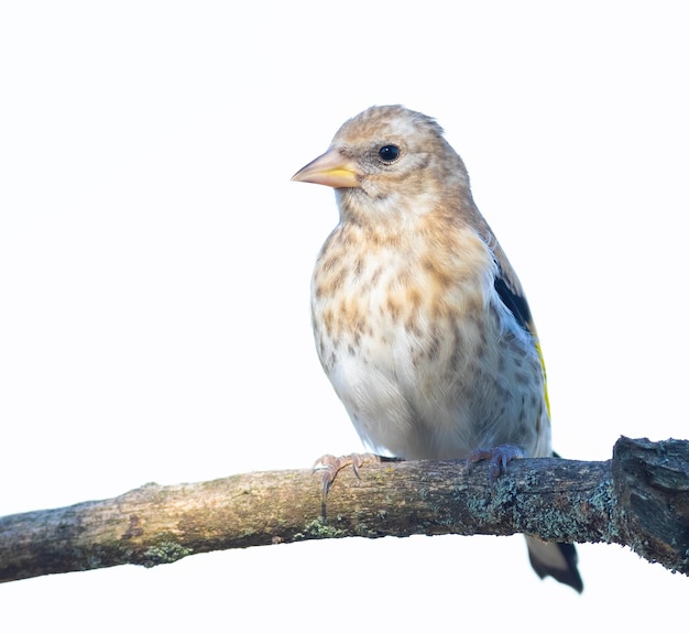 Chardonneret élégant Carduelis carduelis Jeune oiseau sur fond blanc Gros plan isolé