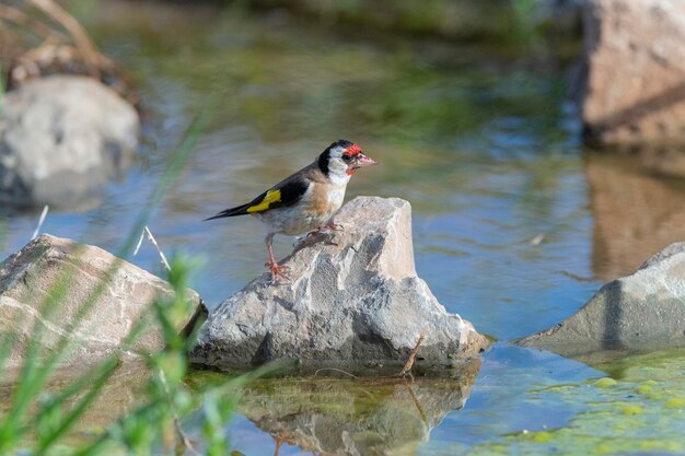 Chardonneret élégant Carduelis carduelis Malaga Espagne