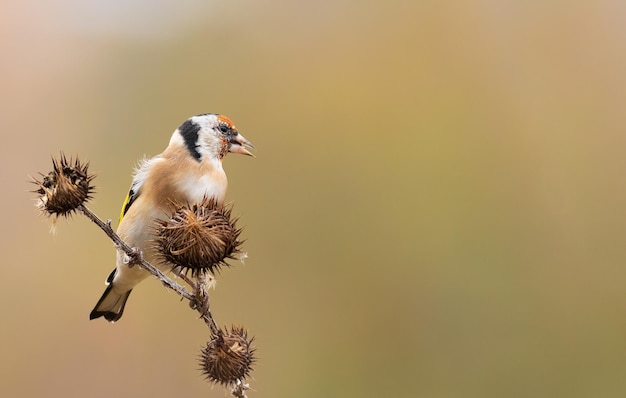 Chardonneret élégant Carduelis carduelis Un oiseau est assis sur une bardane Placement de texte