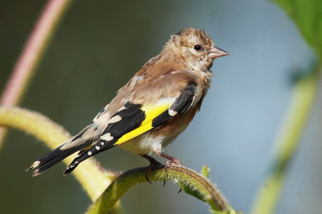 Chardonneret élégant Carduelis carduelis