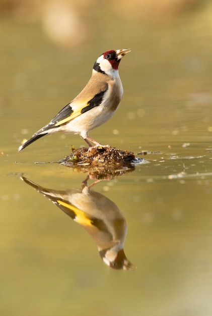 Chardonneret européen à un point d'eau naturel buvant dans les lumières de fin d'après-midi