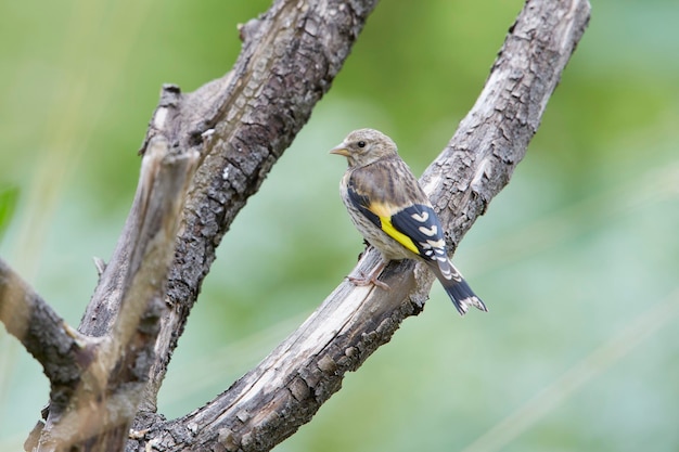 Chardonneret juvénile