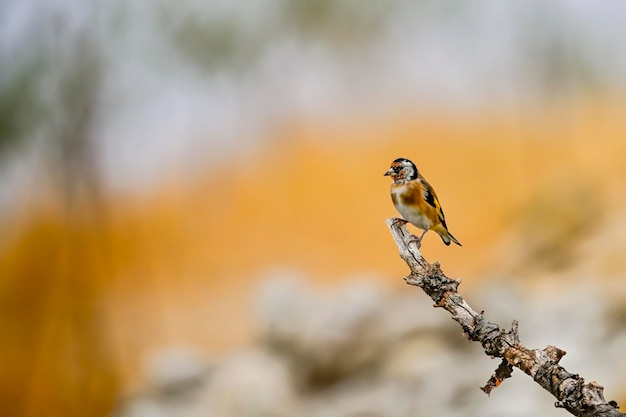 Chardonneret perché sur une brindille avec arrière-plan flou