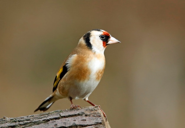 Chardonnerets perchés et se lissant dans un arbre