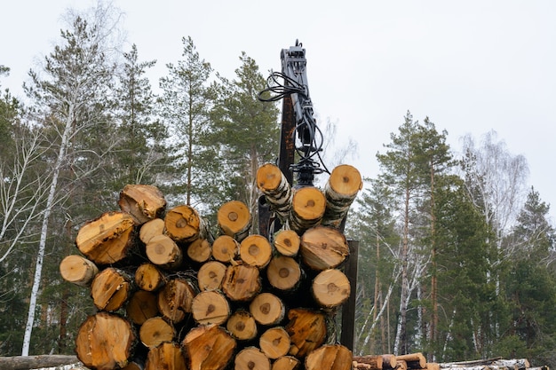 Chargement de grumes de bouleau sur des véhicules spéciaux. Bouleau fraîchement coupé. Récolte du bois en hiver. Industrie du bois.