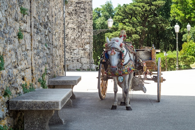 Chariot sicilien avec cheval blanc.