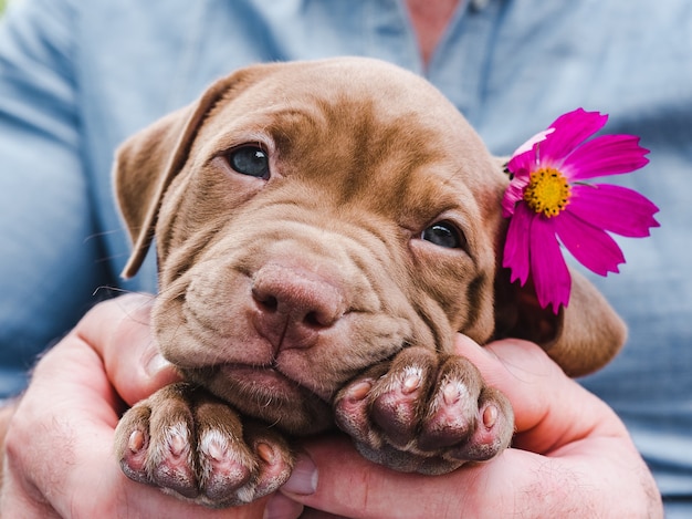 Charmant et adorable chiot de couleur brune. Gros plan, intérieur. Lumière du jour. Concept de soins, éducation, formation à l'obéissance, élevage d'animaux de compagnie