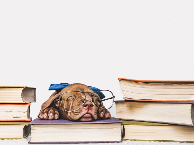 Charmant et adorable chiot de couleur brune. Gros plan, intérieur. Photo de studio. Concept de soins, éducation, formation à l'obéissance, élevage d'animaux de compagnie