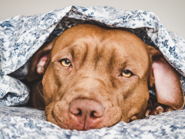 Charmant et adorable chiot de couleur brune.