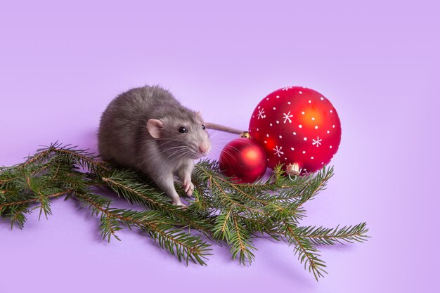 Charmant animal de compagnie. Rat décoratif Dumbo sur mur lilas. Jouets de Noël. 2020 Année du rat. Nouvel An chinois.