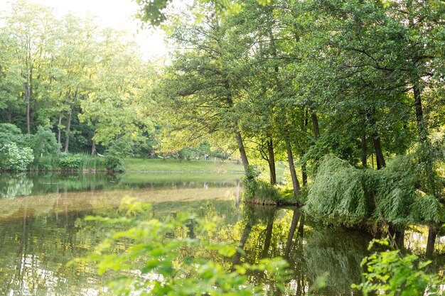 Charmant bassin de jardin, bordé de pierres couvertes de mousse, de bois et d'arbustes. Bassin équipé d'iris d'eau. En arrière-plan séance de jardin. Petit lac de jardin naturel au printemps.