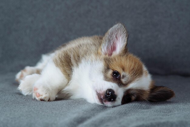 Photo charmant bébé welsh corgi chiot se trouve sur son côté sur une couverture grise douce et regarde dans la caméra nourriture pour chiens animaux de compagnie nourriture pour chiens