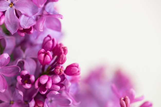 Charmant bouquet de lilas en fleurs dans un vase sur gris