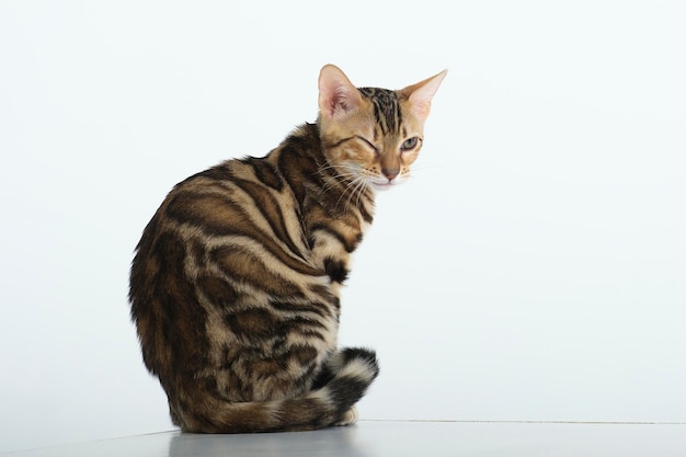 charmant chat bengal posant dans un studio photo