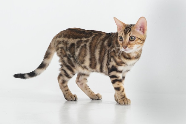 charmant chat bengal posant dans un studio photo