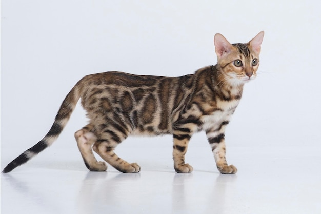 charmant chat bengal posant dans un studio photo