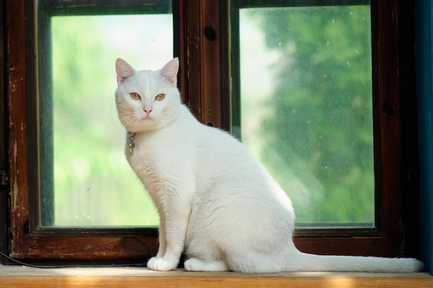 Un charmant chat blanc est assis sur une vieille fenêtre en bois