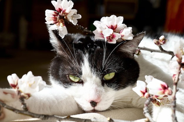 Charmant chat noir et blanc avec des fleurs de printemps roses et blanches Sakura Vacances de printemps