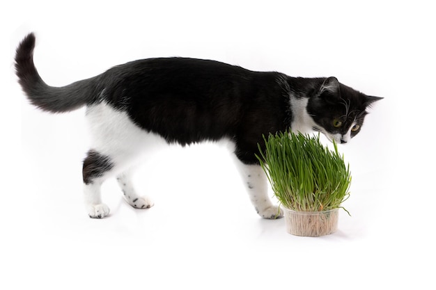 Un charmant chat noir et blanc mange une friandise - de l'herbe verte pour les chats, de l'avoine micro-verte cultivée dans un récipient.