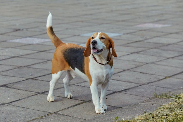 Charmant chien beagle dans la rue en été