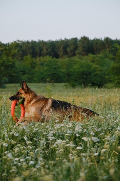 Charmant chien de berger allemand rouge joue avec un jouet rond en caoutchouc dans un champ d'été au coucher du soleil