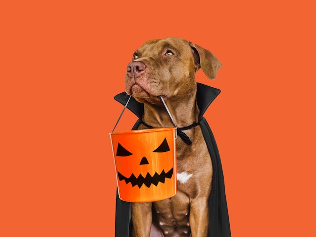 Un charmant chien brun et le costume du comte Dracula.